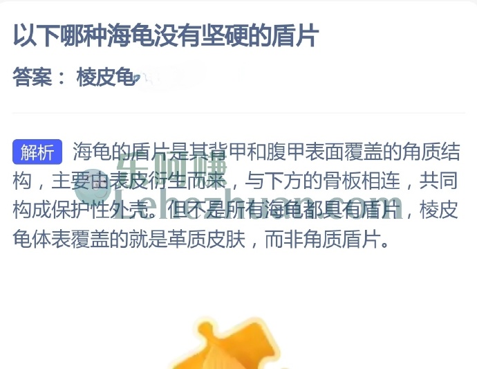 哪种海龟没有坚硬的盾片?