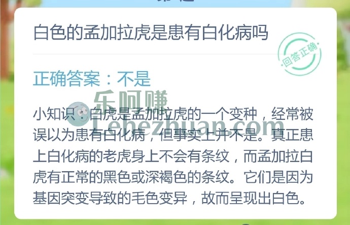 白色的孟加拉虎是患有白化病吗?