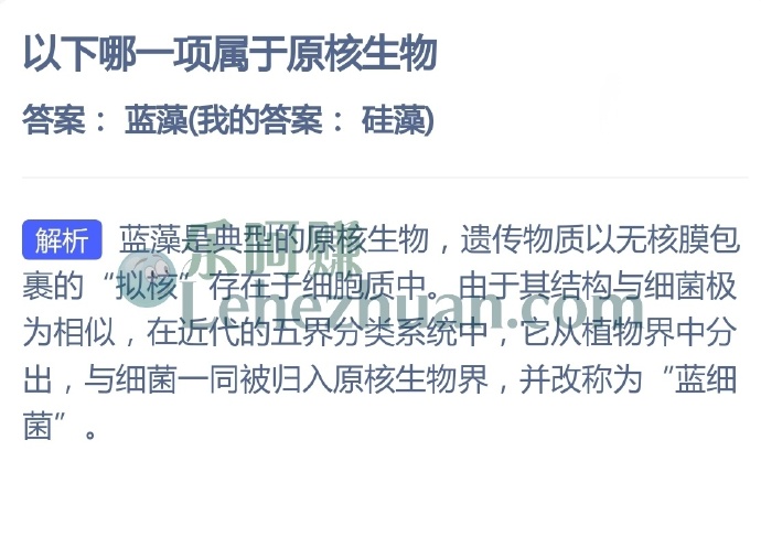 以下哪一项属于原核生物?