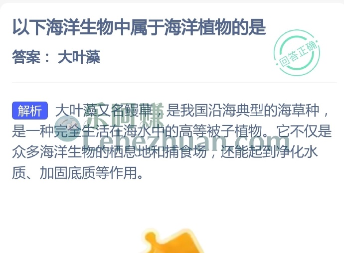以下海洋生物中属于海洋植物的是?