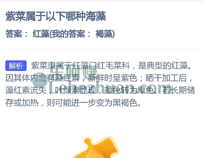 紫菜属于以下哪种海藻?