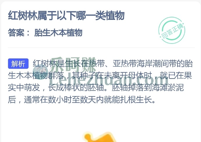 红树林属于哪一类植物?
