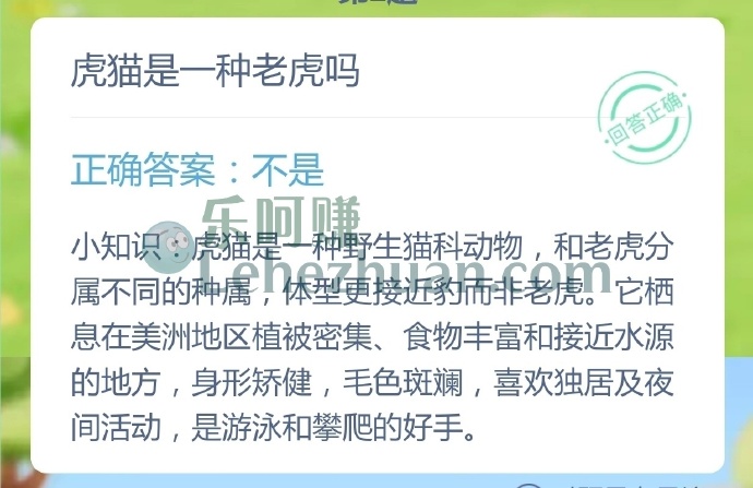 虎猫是一种老虎吗?