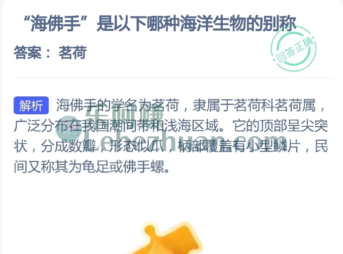 海佛手是哪种海洋生物的别称?