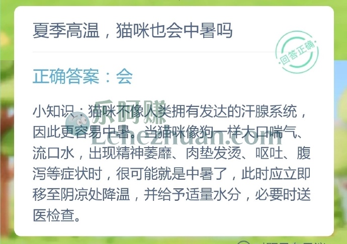 夏季高温,猫咪也会中暑吗?