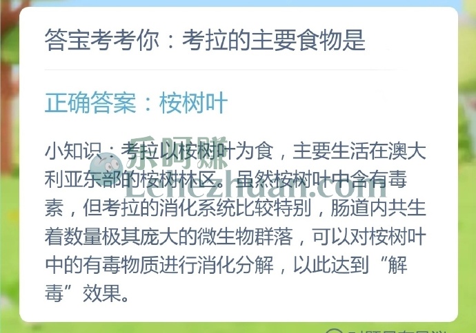 考拉的主要食物是?