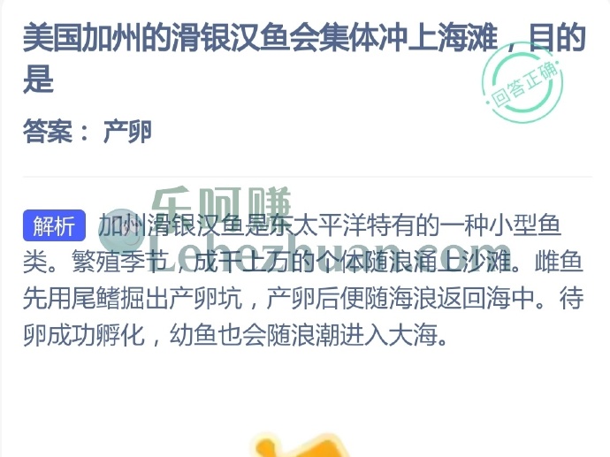 美国加州的滑银汉鱼会集体冲上海滩,目的是?