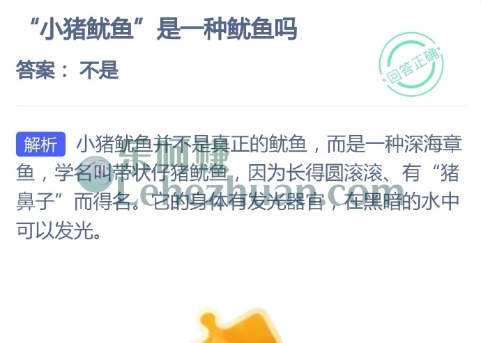 小猪鱿鱼是一种鱿鱼吗?