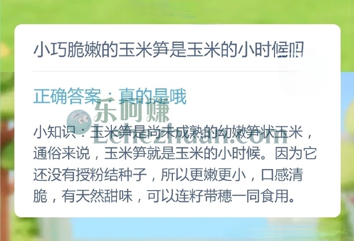 小巧脆嫩的玉米笋是玉米的小时候吗?