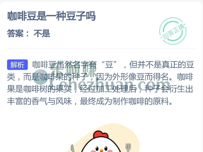 咖啡豆是一种豆子吗?