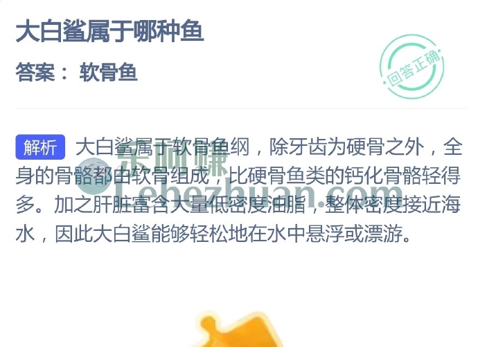 大白鲨属于哪种鱼?