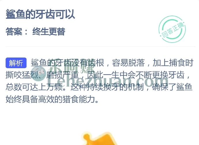 鲨鱼的牙齿可以?