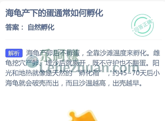 海龟产下的蛋通常如何孵化?